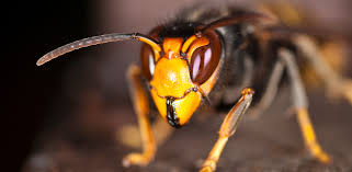 Der stachel der asiatischen riesenhornisse ist rund sechs millimeter lang, ähnlich wie bei der. Die Asiatische Hornisse Vespa Velutina Nearbees