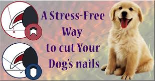 For this article, we'll break the tools down a little further. How To Cut Dogs Nails With Nail Clippers Nailstip