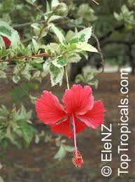 Neat hibiscus to add to your collection that you. Rare Plants Fragrant Flowers Exotic Fruit