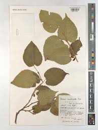 Image result for Morus indica