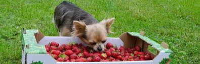 Along with that, they also contain an enzyme that can help whiten your dog's teeth as he or she eats them. Can Dogs Eat Strawberries Get Answer Of It Pets Nurturing
