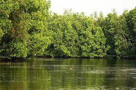 Jangan lupa untuk klik dan subscribe buat. Kerusakan Mangrove Tiga Kali Lipat Lebih Berbahaya Dari Hutan Tropis Dunia Mongabay Co Id Mongabay Co Id