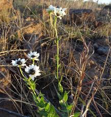 Image result for Callilepis laureola