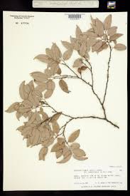 Image result for Diospyros ferrea