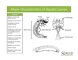 Macroinvertebrate Identification Key