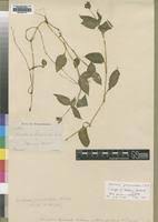 Image result for Aneilema leiocaule