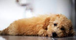 Save my name, email, and website in this browser for the next time i comment. Gambar Anjing Poodle Lucu Foto Stok Gratis Tentang Anak Anjing Anak Anjing Yang Lucu Anjing Anjing Poodle Anjing Cerdas As Anjing Poodle Gambar Anjing Anjing