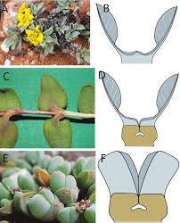 Image result for Delosperma tradescantioides