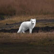 Arctic Fox Foxkit Instafoxes Fox Foxes White Like Animals Nature Biutiful Nice Nicefox Fox Polar Bear Animals