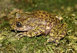 Image result for Cadaba natalensis