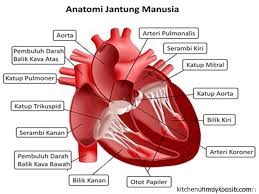 Termasuk dalam kegiatan kegiatan ini adalah penulisan dokumen dokumen dan putusan putusan serta surat surat yang dikeluarkan oleh pemerintah dan badan badan kenegaraan lainnya, serta pidato. Pengertian Organ Jantung