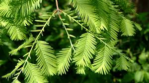 Metasequoia, along with sequoia, sequoiadendron and several other genera, were reclassified from the taxodiaceae family to cupressaceae after dna analysis. Dawn Redwood Canada S Local Gardener Magazine