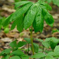 Image result for Podophyllum  peltatum