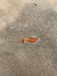 Grotesque video showed a small white creature moving around in the man's meal. What Are Those Little Orange Creatures In The Surf Obx Today