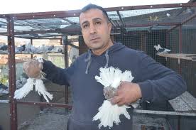Araba Fiyatina Bir Cift Guvercin Sanal Basin