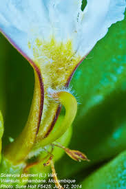 Image result for Scaevola plumieri