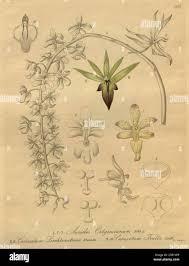 Image result for Centrostigma occultans