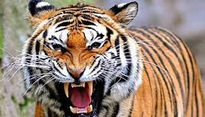 Perang hebat antara kedua dewa hutan. Download 5700 Gambar Harimau Vs Elang Terbaik Gratis Hd Pixabay Pro