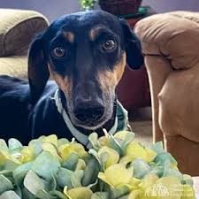 Looking to adopt a new pet? Dogs For Adoption Near Keene Nh Petfinder