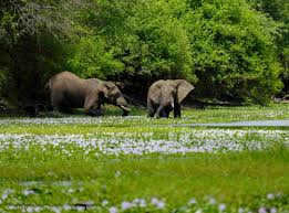 Image result for Acrotome mozambiquensis