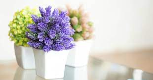 Maybe you would like to learn more about one of these? Pretty Indoor Flowering Plants