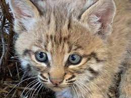 Tucson Man Bitten Trying To Rescue Baby Bobcat Arizona News Azfamily Com