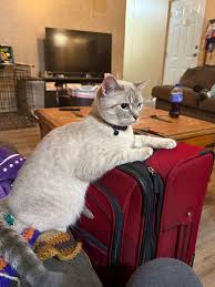 Still missing as of May 27th, please share or contact me if any sightings.  Please help me bring my baby back home.