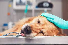 Loss of appetite can be a sign of illness. Lung Cancer Adenocarcinoma In Dogs Symptoms Causes Diagnosis Treatment Recovery Management Cost