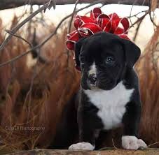 Profile for Collins' Boxer Babies