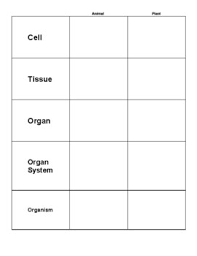 Fish and other ocean creature jokes and riddles for kids. Plant Graphic Organizer Worksheets Teachers Pay Teachers