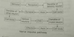 Write The Flow Chart Of Neuron Transmitting Electrical