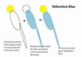 The Color Genetics That We Are About To Discuss Applies To Budgies Lovebirds Indian Ringnecks Alexandrines Even Cockatiel Genetics African Lovebirds Budgies