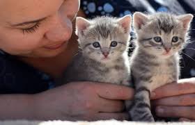 Neutering or spaying cats results in control of the cat population. North Peace Spca Launches Spay Neuter Program To Help Low Income Families Bc Spca