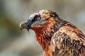 An immature lammergeier ranged widely in devon during may 2016 but this has not been added to the official list. Bearded Vulture Lammergier By Willem Verboom Photo 306572471 500px Bearded Vulture Pet Birds Vulture