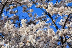 Of course, you can also affect both the bloom time and length of the flowering period with pruning practices; Premium Photo Beautiful Cherry Blossoms Sakura Flowers In Japan Travel Spring Time