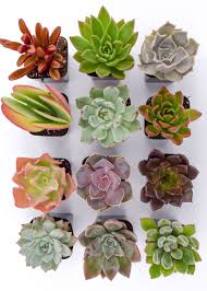Succulent Gardening Supplies Succulents Succulent Gardening Succulent Garden Diy