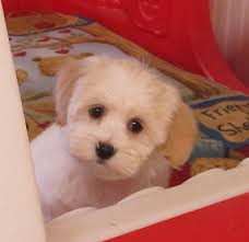 We do not breed our havanese puppies for a living. Fuzzypups Havanese Puppies Small Breed Dog Boarding Colorado