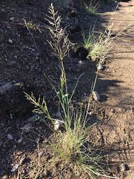 Image result for Eragrostis curvula