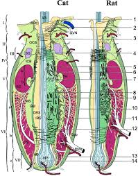 The cat that killed the rat, 1880 drawing. Schematic Drawing Of The Structure And Innervation Of The Vibrissa Download Scientific Diagram