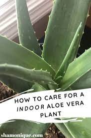 Aloe Vera Plant Care Guide Aloe Vera Indoor Plant Aloe Vera Plant Plants
