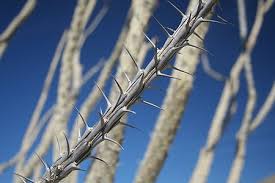 Spines help the cactus in several ways. Thorns Spines And Prickles Wikipedia