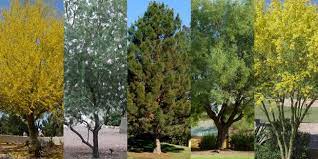 Desierto de atacama) is a desert plateau in south america covering a 1,600 km (990 mi) strip of land on the pacific coast, west of the andes mountains. Five Low Water Trees To Provide Shade For Your Arizona Home