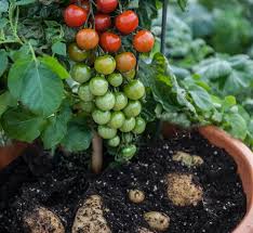 The perfect bite sized snacking tomato! A Plant That Grows Both Tomatoes And Potatoes Meet The Ketchup N Fries Hybrid Now For Sale In The U S Orange County Register