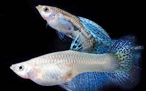 How often do guppies have babies? How Many Babies Can A Guppy Have Aquariumnexus