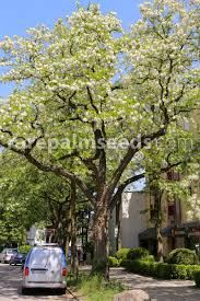 Image result for Robinia