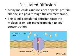 Facilitated Diffusion And Active Transport Facilitated Diffusion Many Molecules And Ions Need Special Protein Channels To Pass Through The Cell Membrane Ppt Download