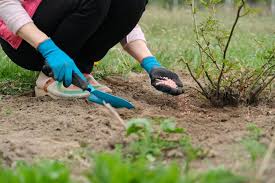 We did not find results for: Guide To Fertilizing Roses When How To Fertilize Garden Design