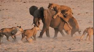 300 kilograms prey on adult elephants ...