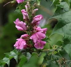 Image result for Acanthus polystachyus