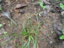 Image result for Fimbristylis dichotoma